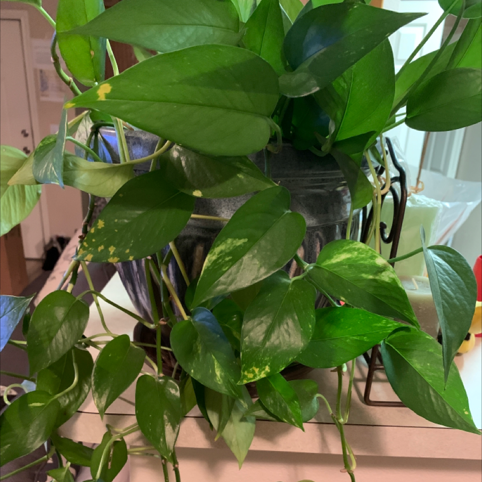 Taro Vine plant photo by Najiyyah named Your plant on Greg, the plant care app.