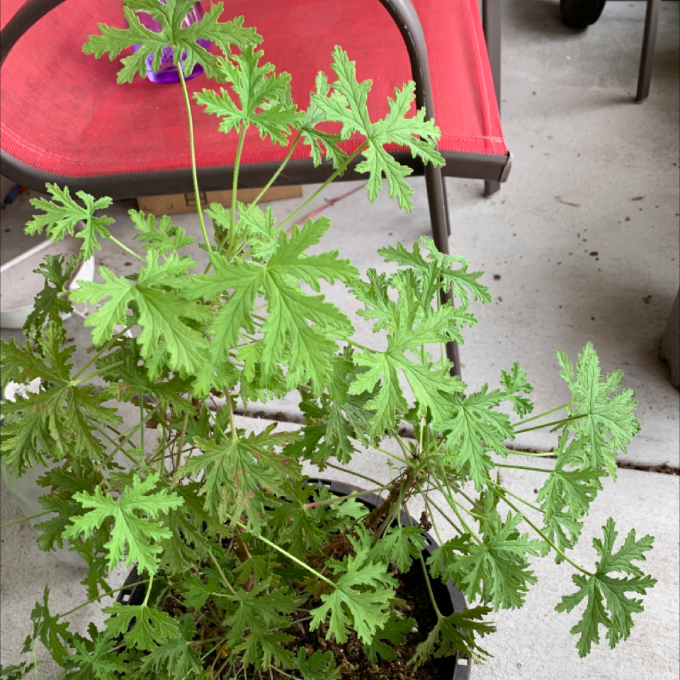 Sweet Scented Geranium plant in a pot with vibrant green leaves, red chair in background.