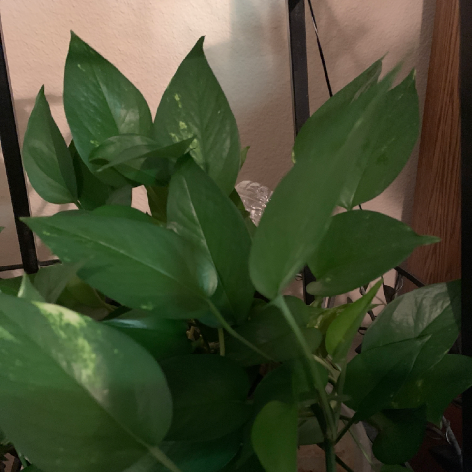 Taro Vine plant photo by Najiyyah named Your plant on Greg, the plant care app.