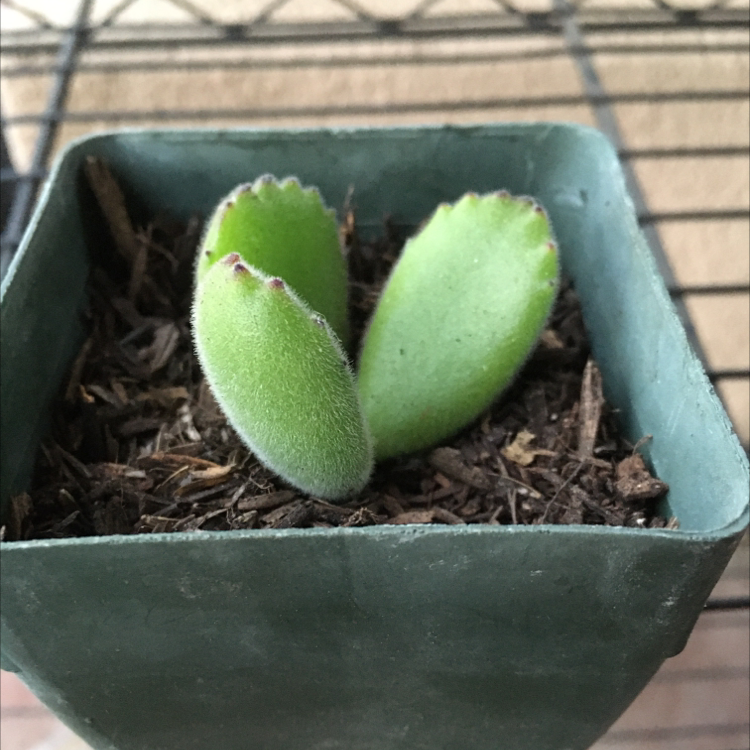 Bear's Paw plant photo by @BeaN101 named Bear on Greg, the plant care app.