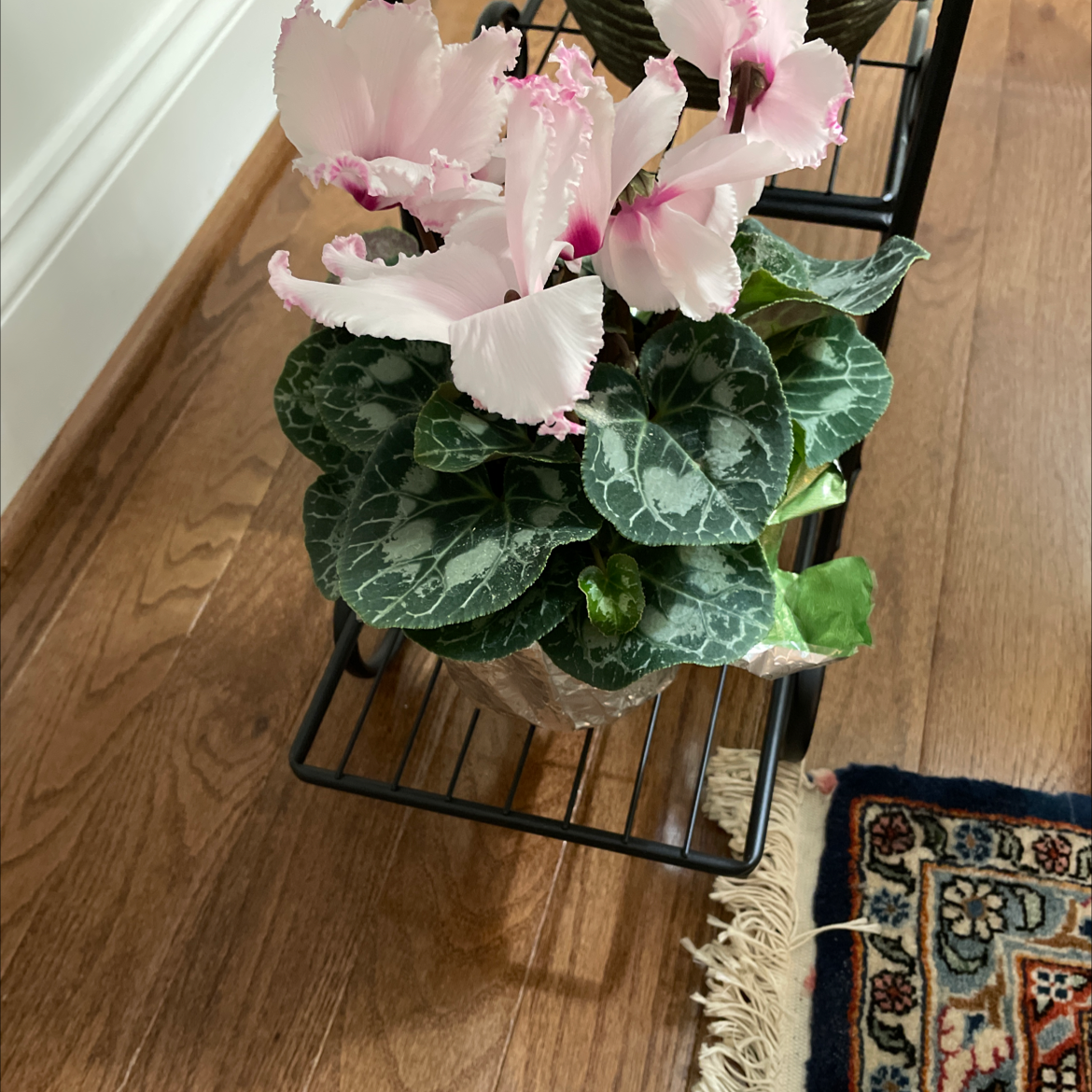 Why Are There Brown Spots On My Persian Cyclamen Leaves?