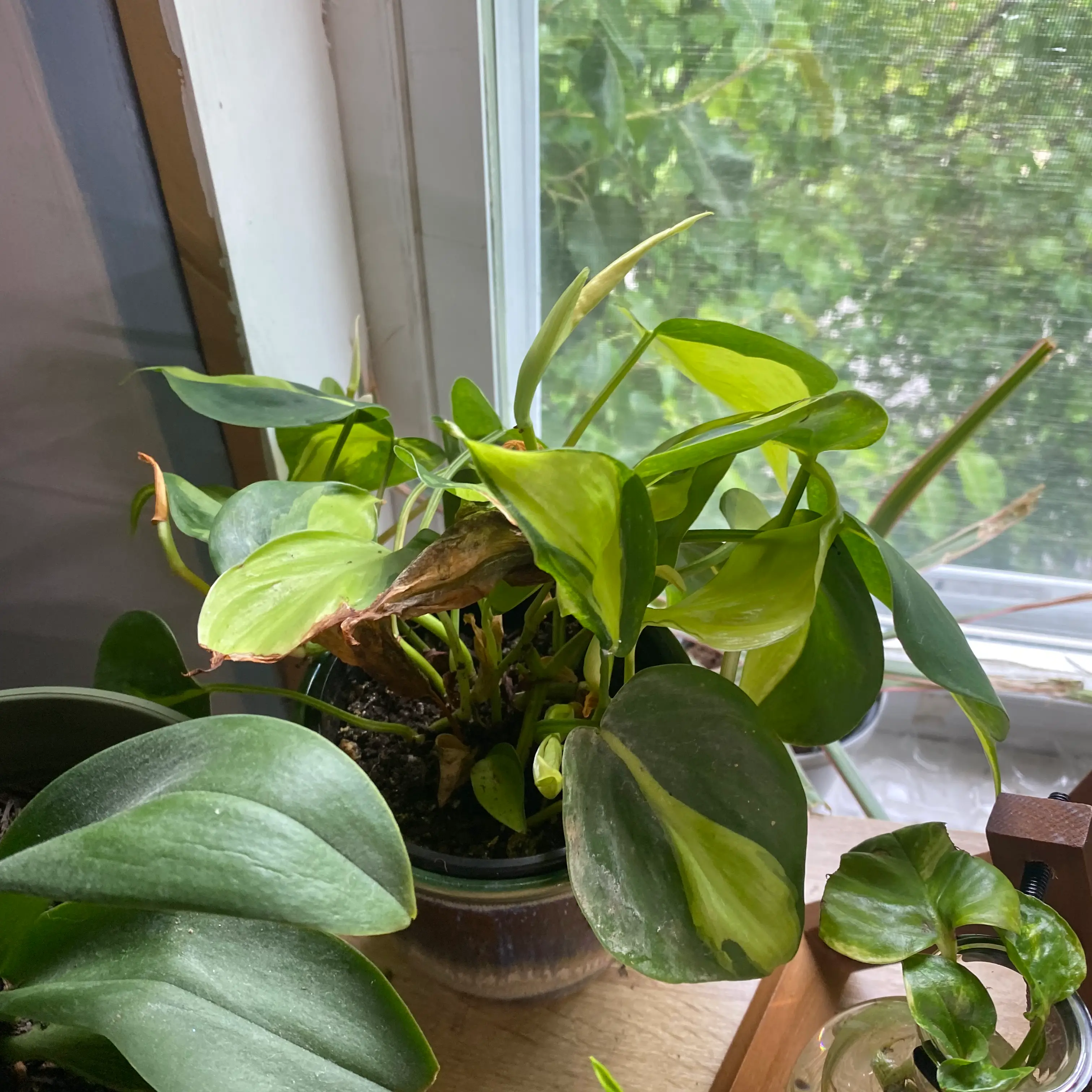 Brazil Philodendron plant near a window with some yellowing and browning leaves.