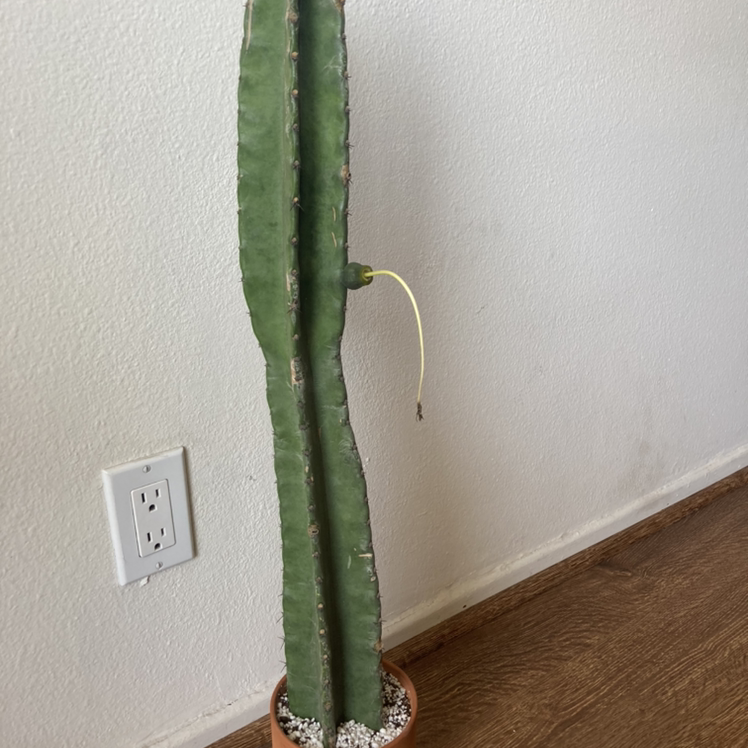 Photo of the plant species Lady of the Night Cactus by Mary named Your plant on Greg, the plant care app