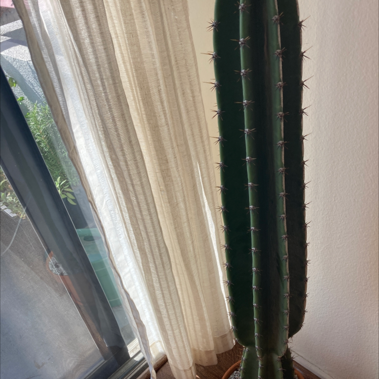 Photo of the plant species Lady of the Night Cactus by Mary named Your plant on Greg, the plant care app