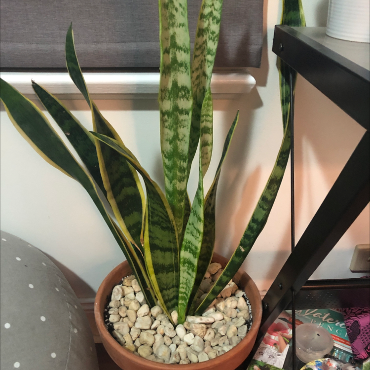 Snake Plant plant photo by @TaylahJade04 named Stephen on Greg, the plant care app.