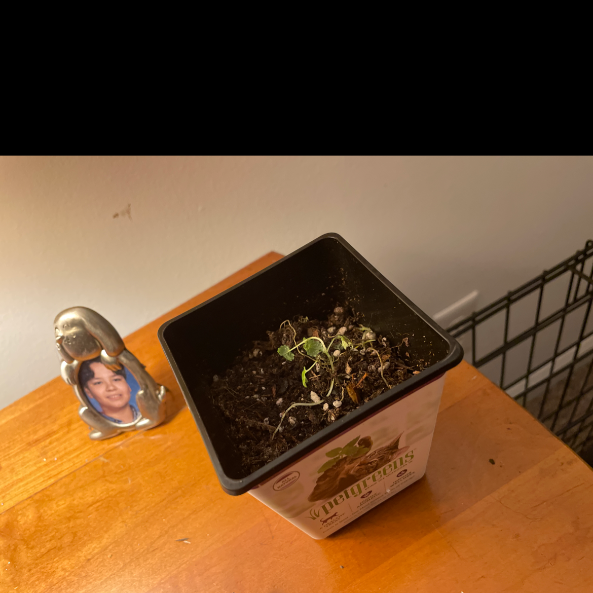 Catnip plant photo by @teddyliveshere named Dying Catnip on Greg, the plant care app.