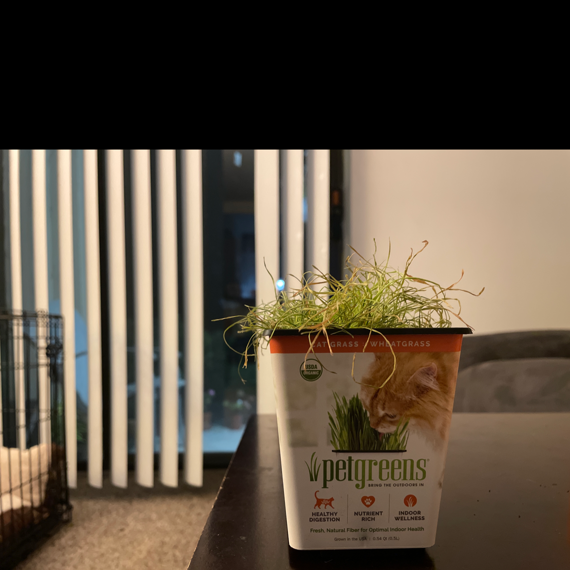 Wheatgrass plant photo by @teddyliveshere named Cat Weed on Greg, the plant care app.
