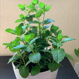 Spearmint plant in Somewhere on Earth