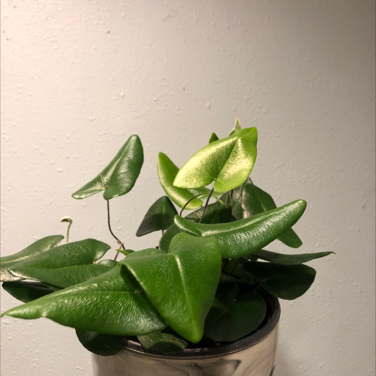 Heart Fern plant in a pot with mostly green leaves and one yellowing leaf.