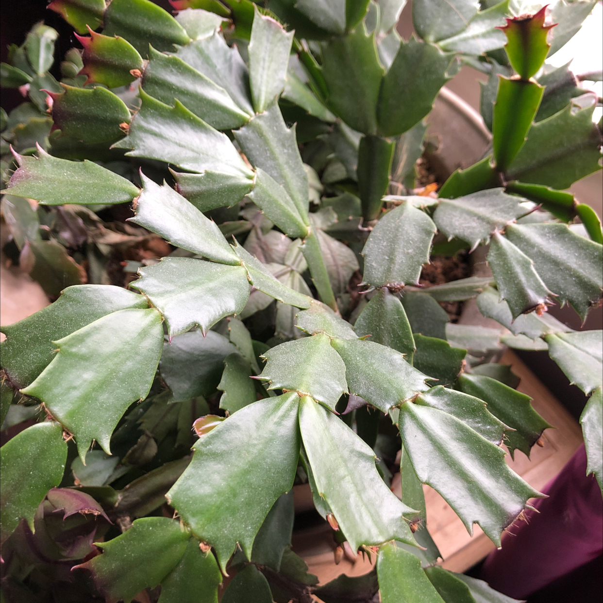 False Christmas Cactus plant photo by Darlene named Dolores on Greg, the plant care app.