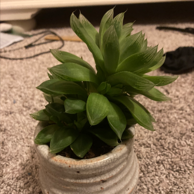 Photo of the plant species Blue Echeveria by @Limeade named Fredric on Greg, the plant care app