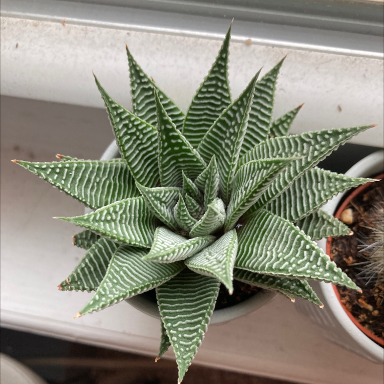 Photo of the plant species Fairy Washboard by @Limeade named Sproutacus on Greg, the plant care app