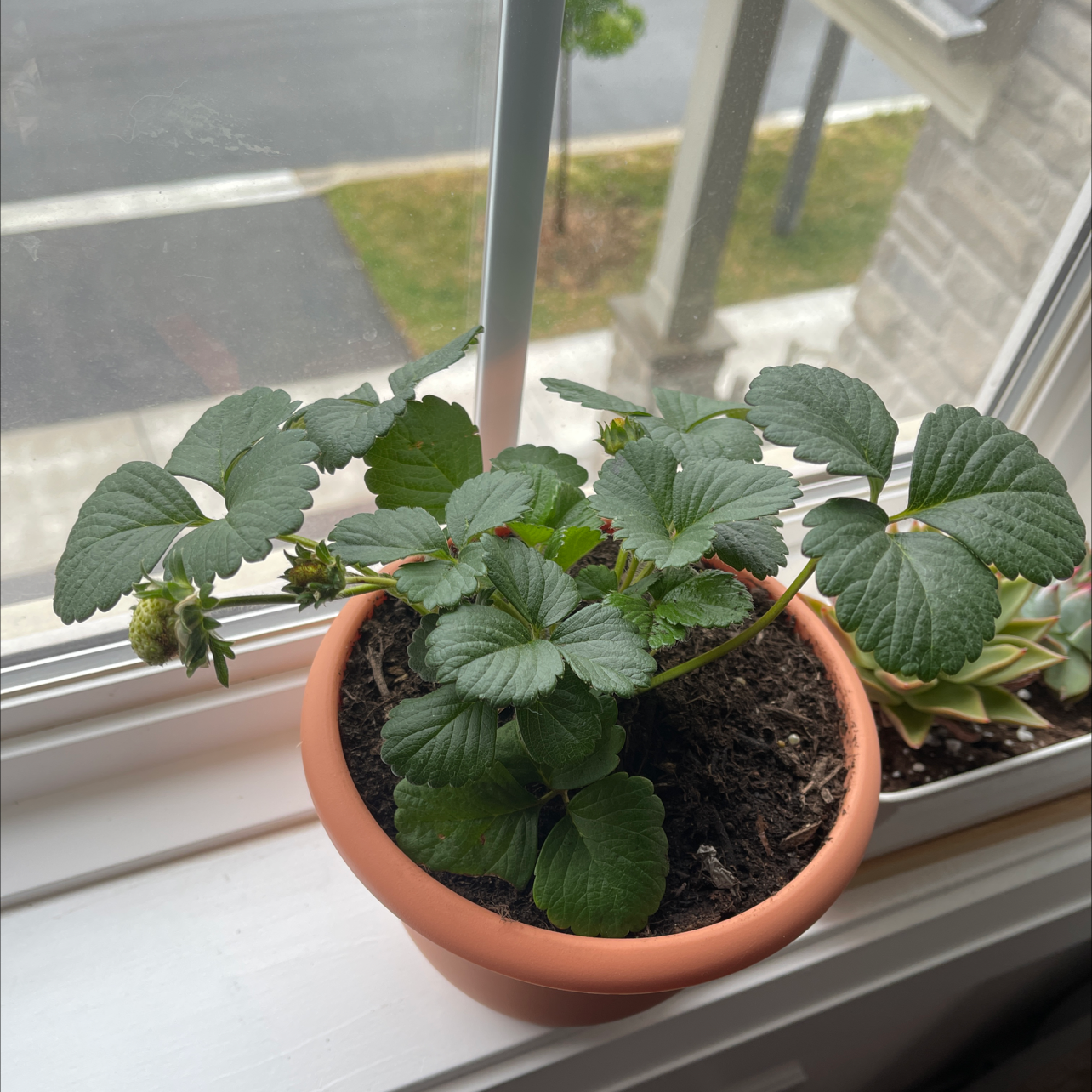 Photo of the plant species California Strawberry by @MilakiTea named Shortcake on Greg, the plant care app