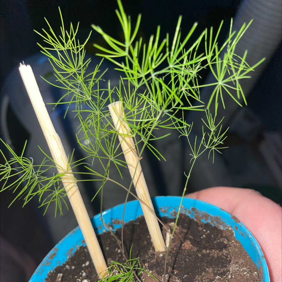 Asparagus Fern plant photo by Haley named fernice on Greg, the plant care app.
