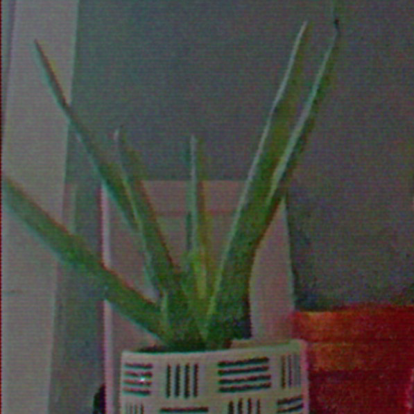 Aloe vera plant photo by Hannah named Tree Diddy on Greg, the plant care app.