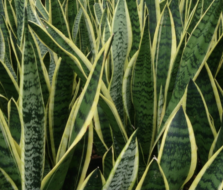 Snake Plant plant photo by Hannah named Lucifer on Greg, the plant care app.