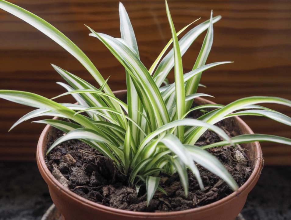 Spider Plant plant photo by Hannah named Mazikeen on Greg, the plant care app.