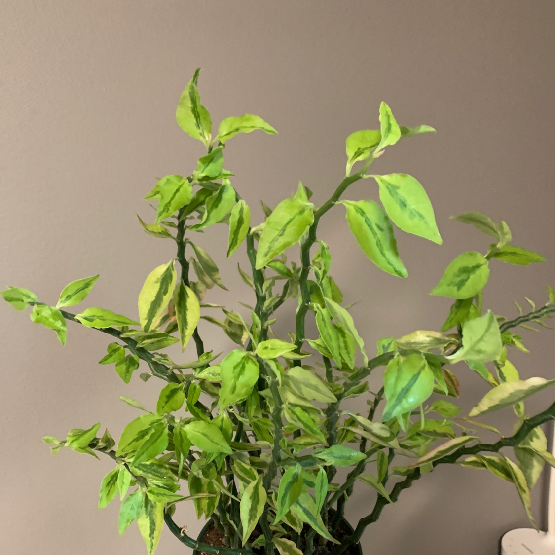 Photo of the plant species Japanese Poinsettia by @Oliviaowens1 named Your plant on Greg, the plant care app