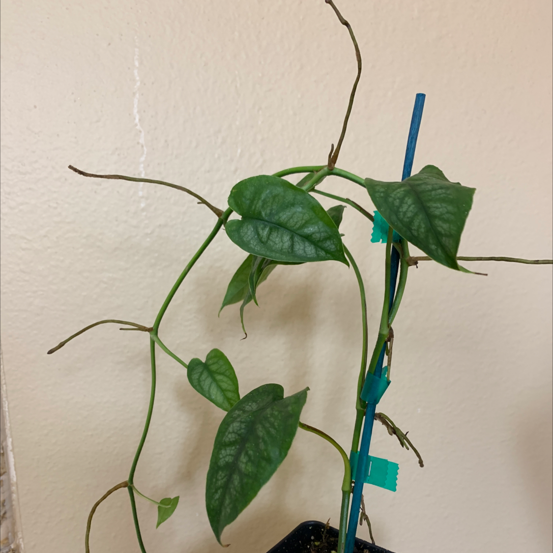 Silver Monstera plant with green leaves and a support stake, well-framed and healthy.