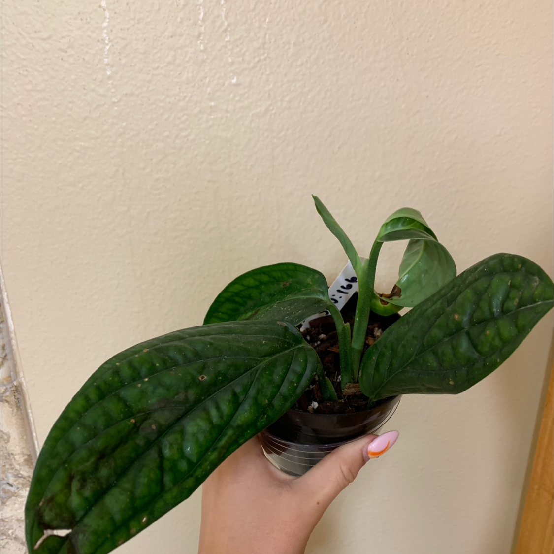 Photo of the plant species obliqua peru by @Oliviaowens1 named Miley on Greg, the plant care app