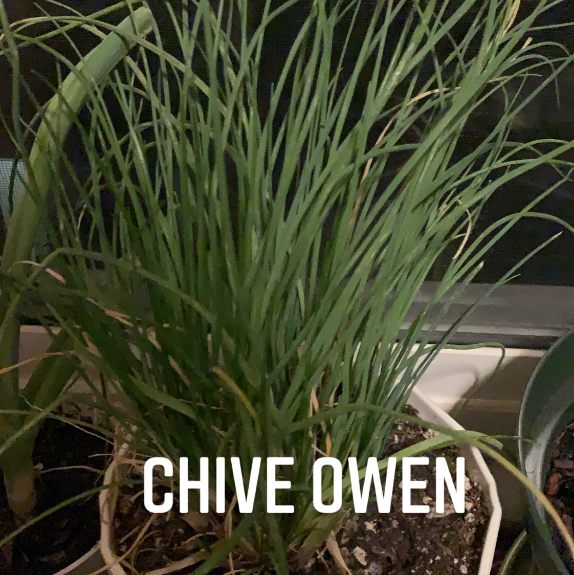 Photo of the plant species Society Garlic by @Mydrunkenunicorn named Chive Owen on Greg, the plant care app