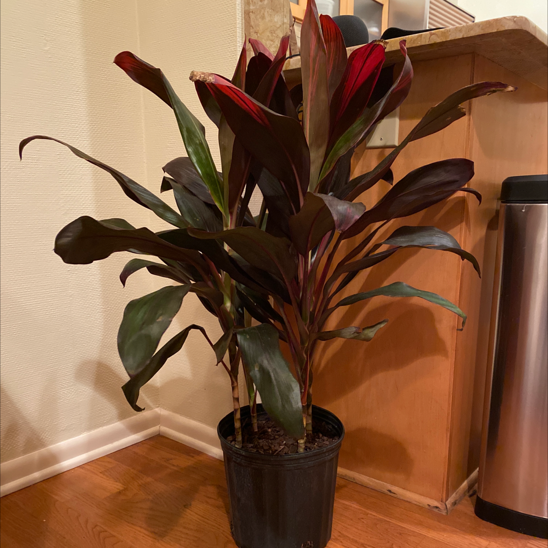 A healthy, thriving Ti Plant with glossy red and green leaves in a black pot, placed in the corner of a room.