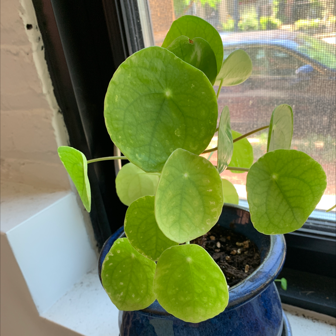Chinese Money Plant plant photo by @sharone named Crazy Otto on Greg, the plant care app.