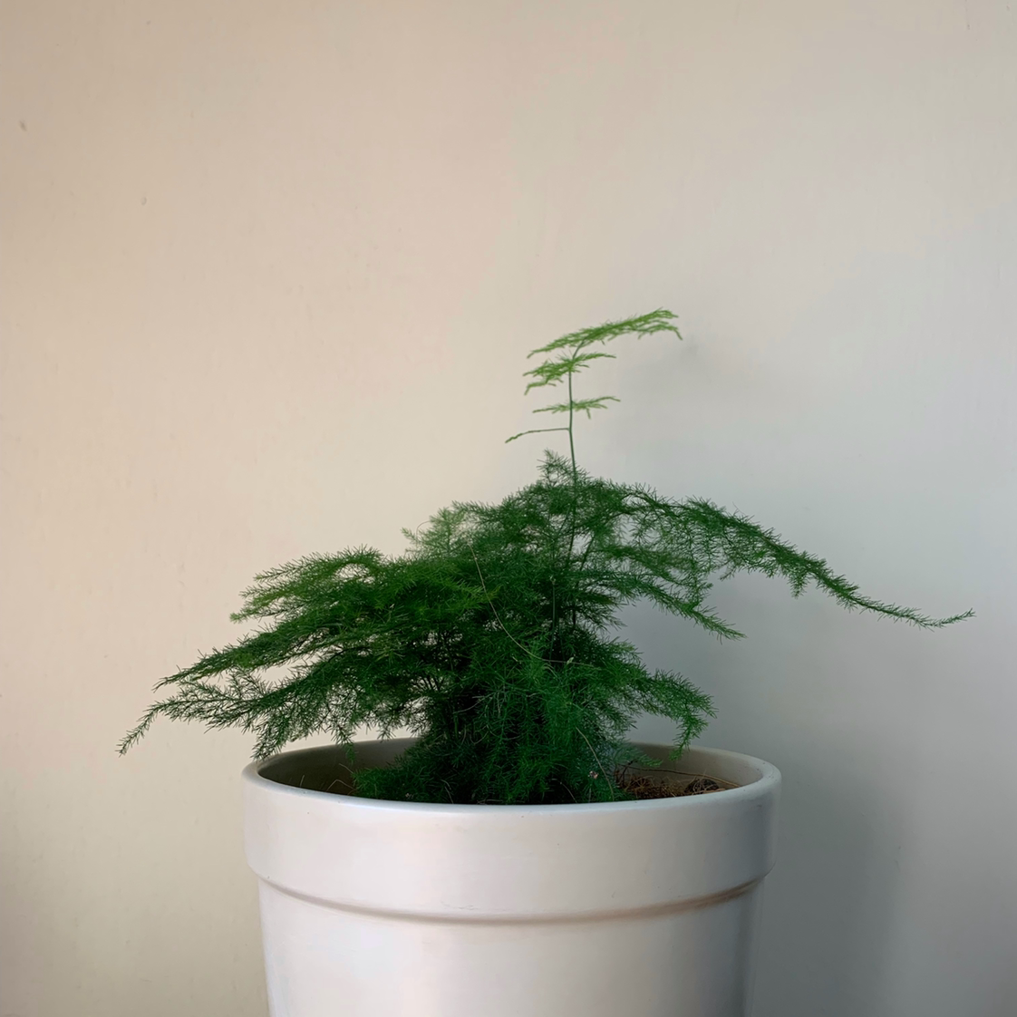Asparagus Fern plant photo by @Markous named Harry on Greg, the plant care app.