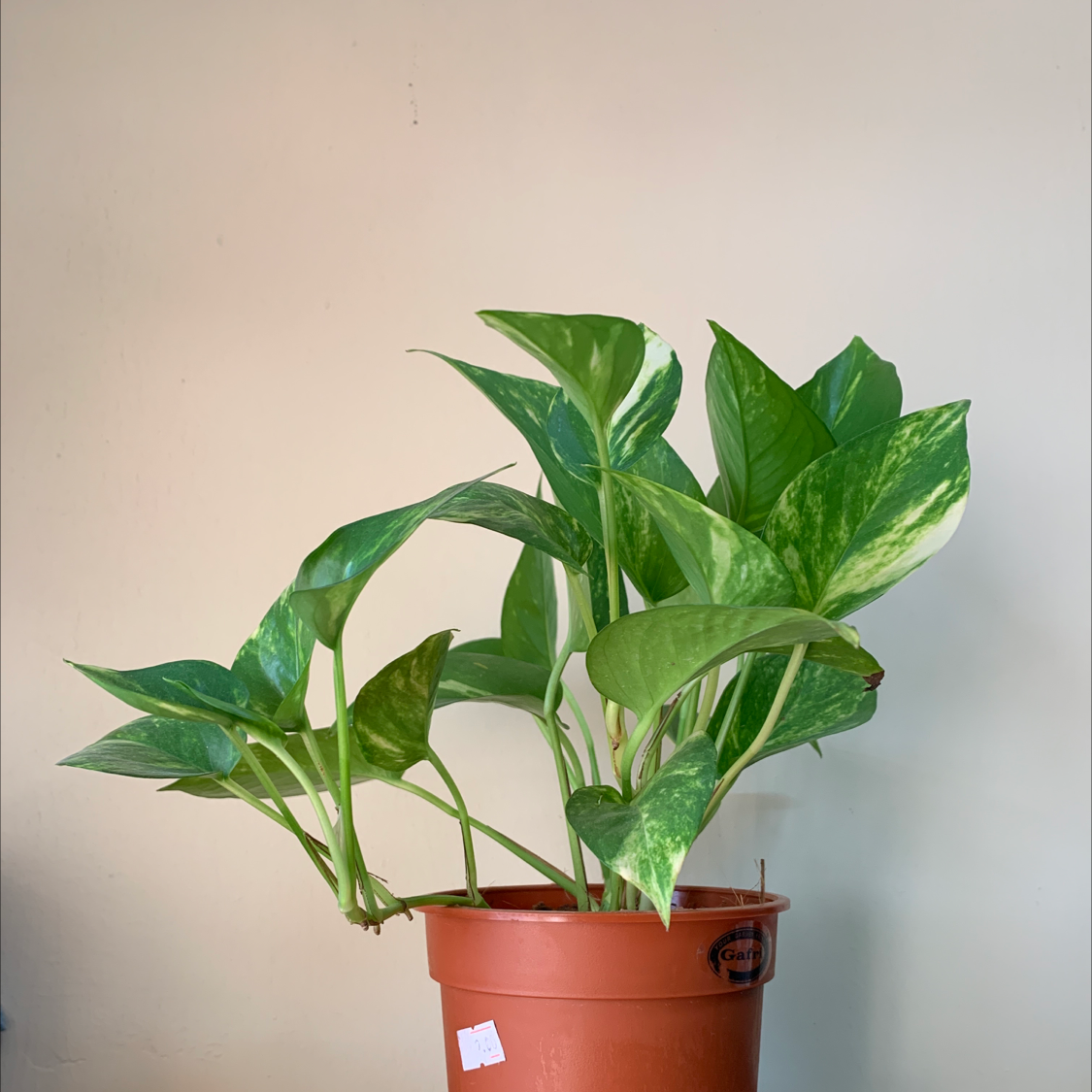 Taro Vine plant photo by @Markous named D.Xena on Greg, the plant care app.