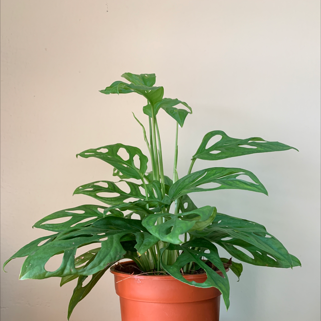 Swiss Cheese Plant plant photo by @Markous named Captain Cheese on Greg, the plant care app.
