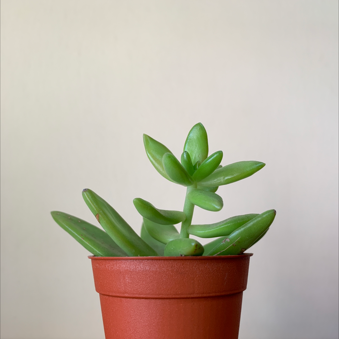 Photo of the plant species Sedum adolphi 'Golden Glow' by @Markous named Plato on Greg, the plant care app