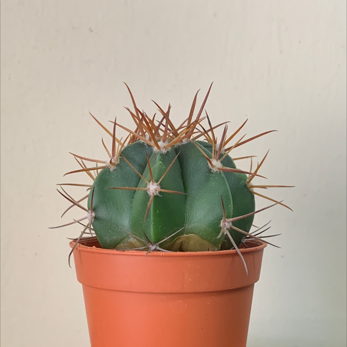 Melon cactus plant photo by @Markous named Spike on Greg, the plant care app.
