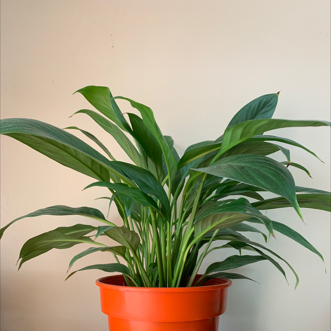 Peace Lily plant photo by @Markous named Lily on Greg, the plant care app.