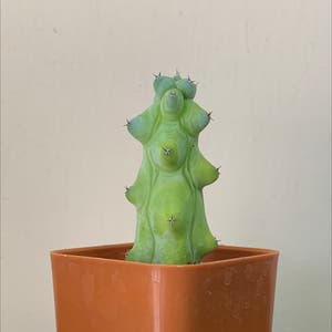 Boobie Cactus plant photo by @Markous named Büüb on Greg, the plant care app.