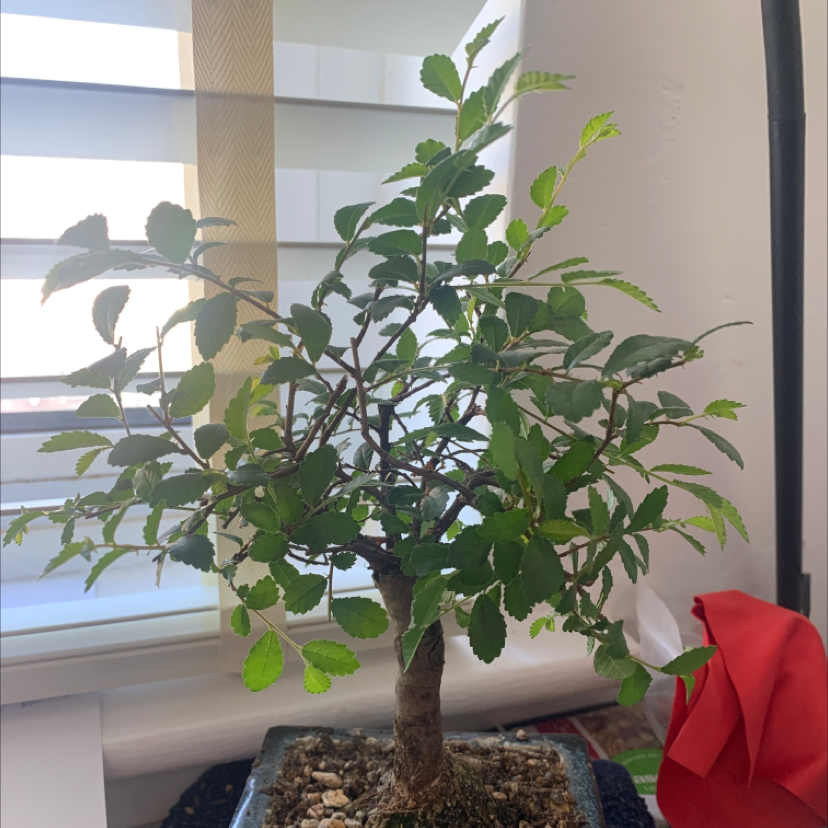 A healthy green Chinese elm bonsai tree in a small rectangular pot, sitting on a windowsill with blinds in the background.