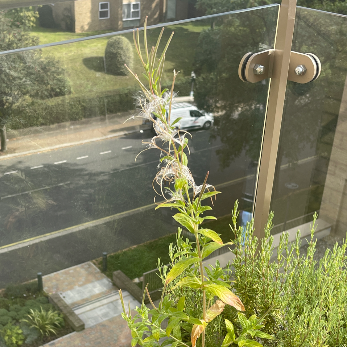 Northern Willowherb plant on a balcony with white wispy structures at the top, indicating flowering.