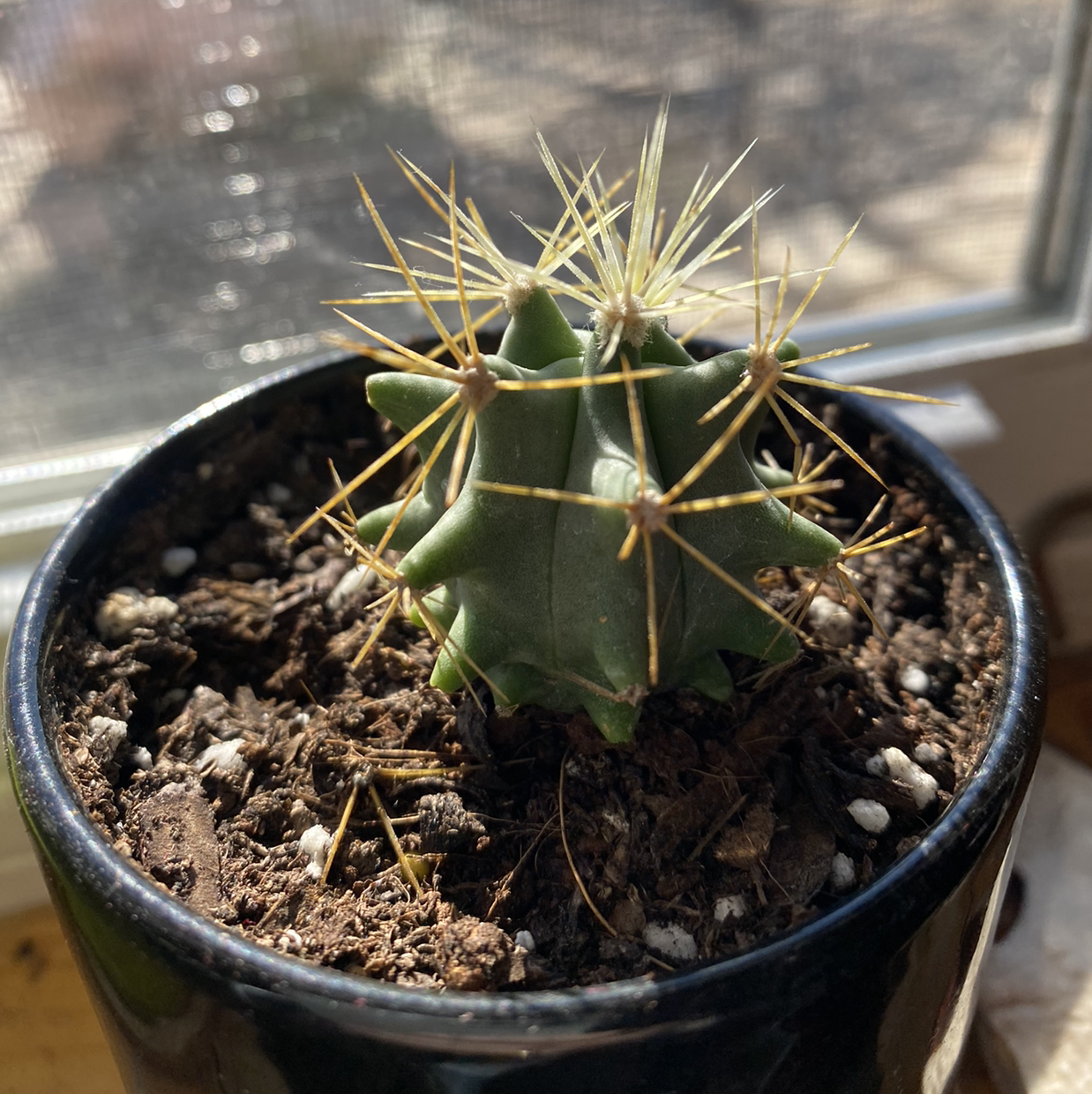 A small Blue Barrel Cactus in a black pot with dry soil and prominent spines.