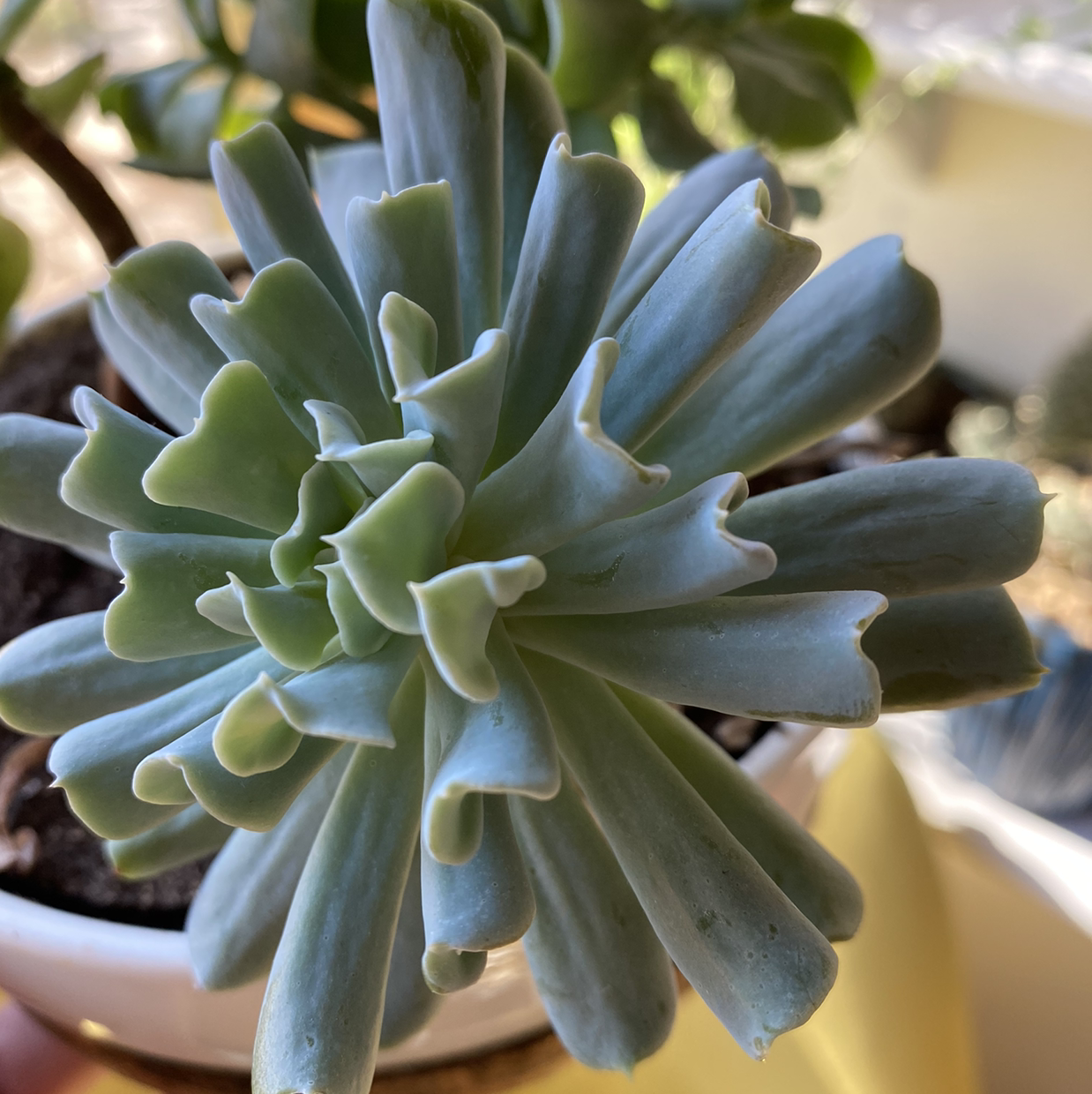 Healthy Echeveria Runyonii plant with thick, fleshy leaves in a pot.