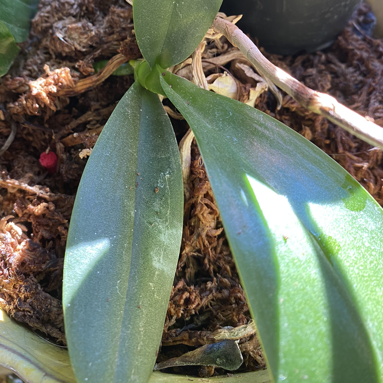 Jewel Orchid with green leaves and visible soil, well-framed and in focus.