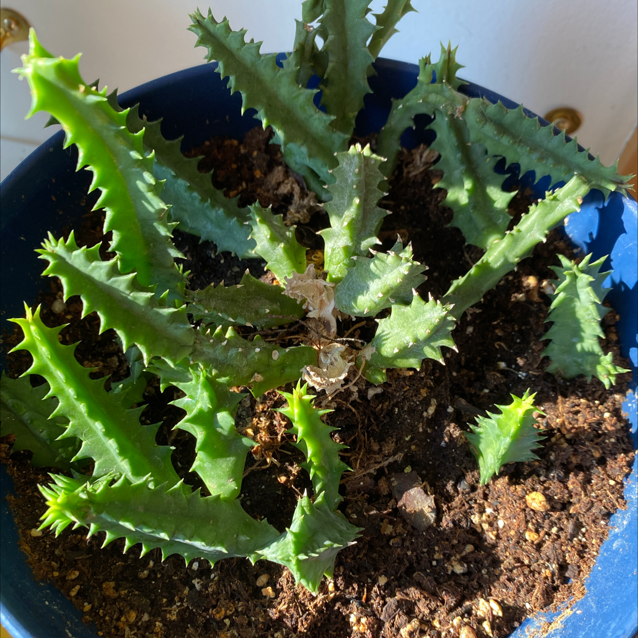 Lifesaver Cactus in a blue pot with visible soil and healthy green stems.