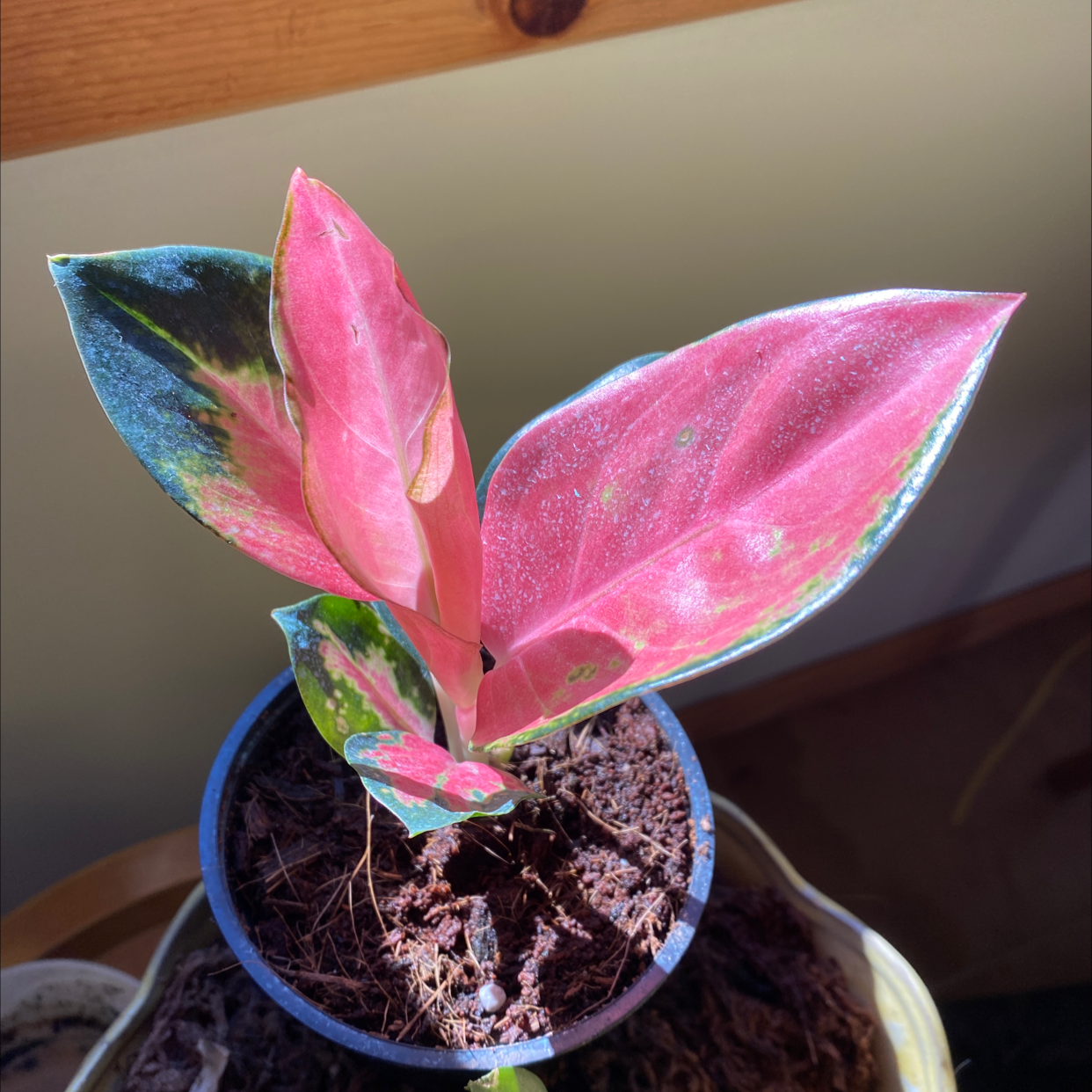 Photo of the plant species Aglaonema 'Pink Splash' by @Topazvapors named Blanche on Greg, the plant care app