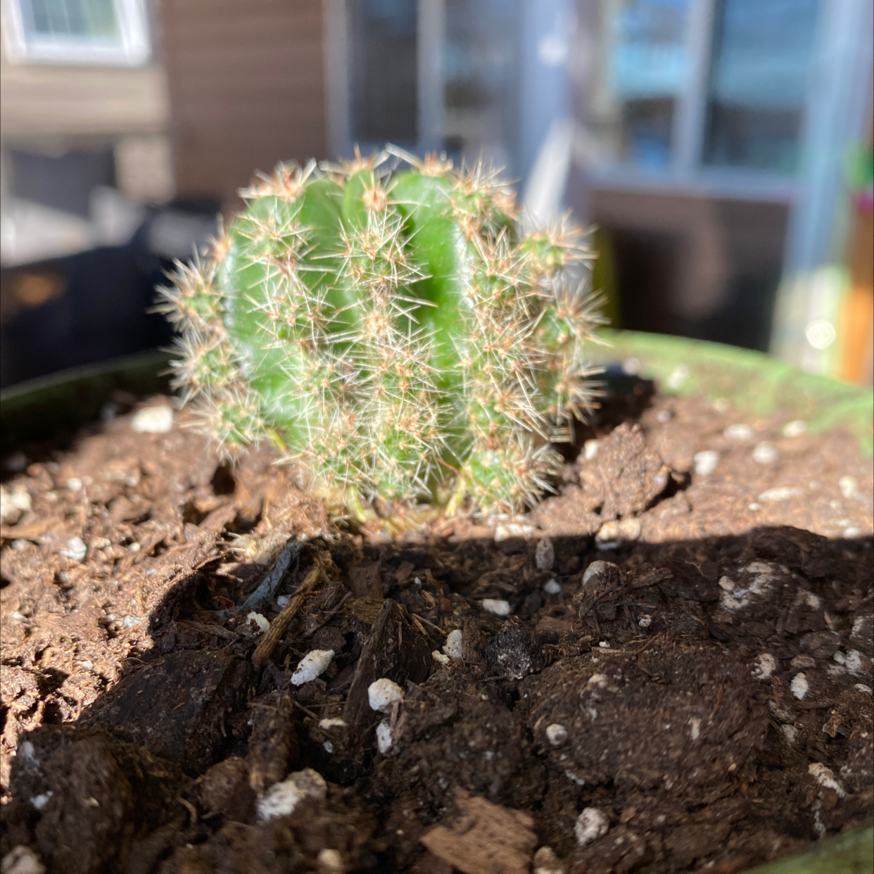 A small, healthy cactus known as The Glory of Texas planted in soil.