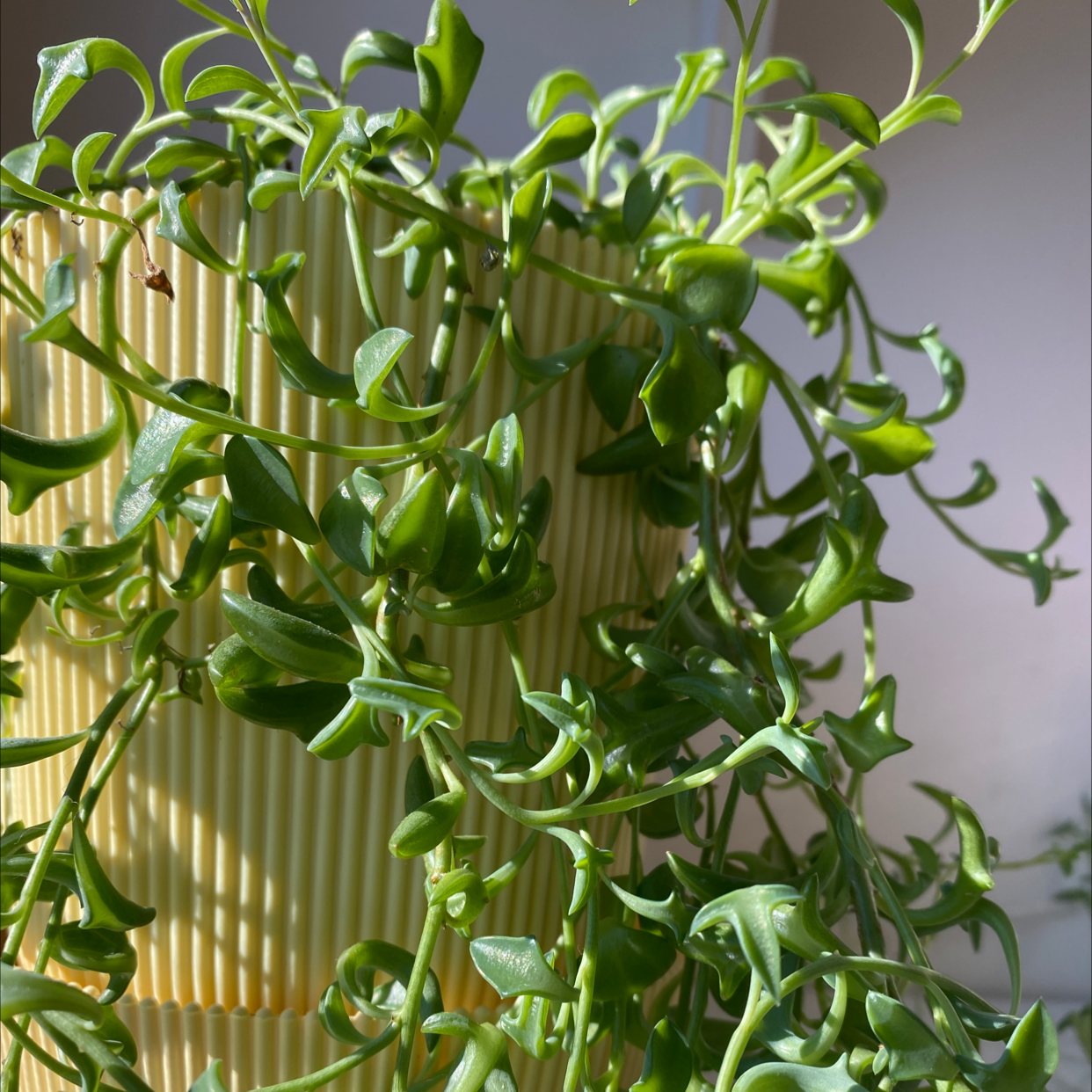 String of Dolphins plant with healthy green foliage in a pot.