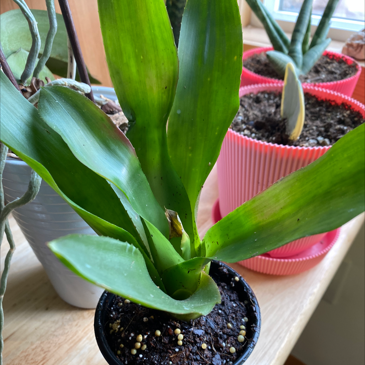 Blushing Bromeliad plant in a small pot with vibrant green leaves, surrounded by other potted plants.