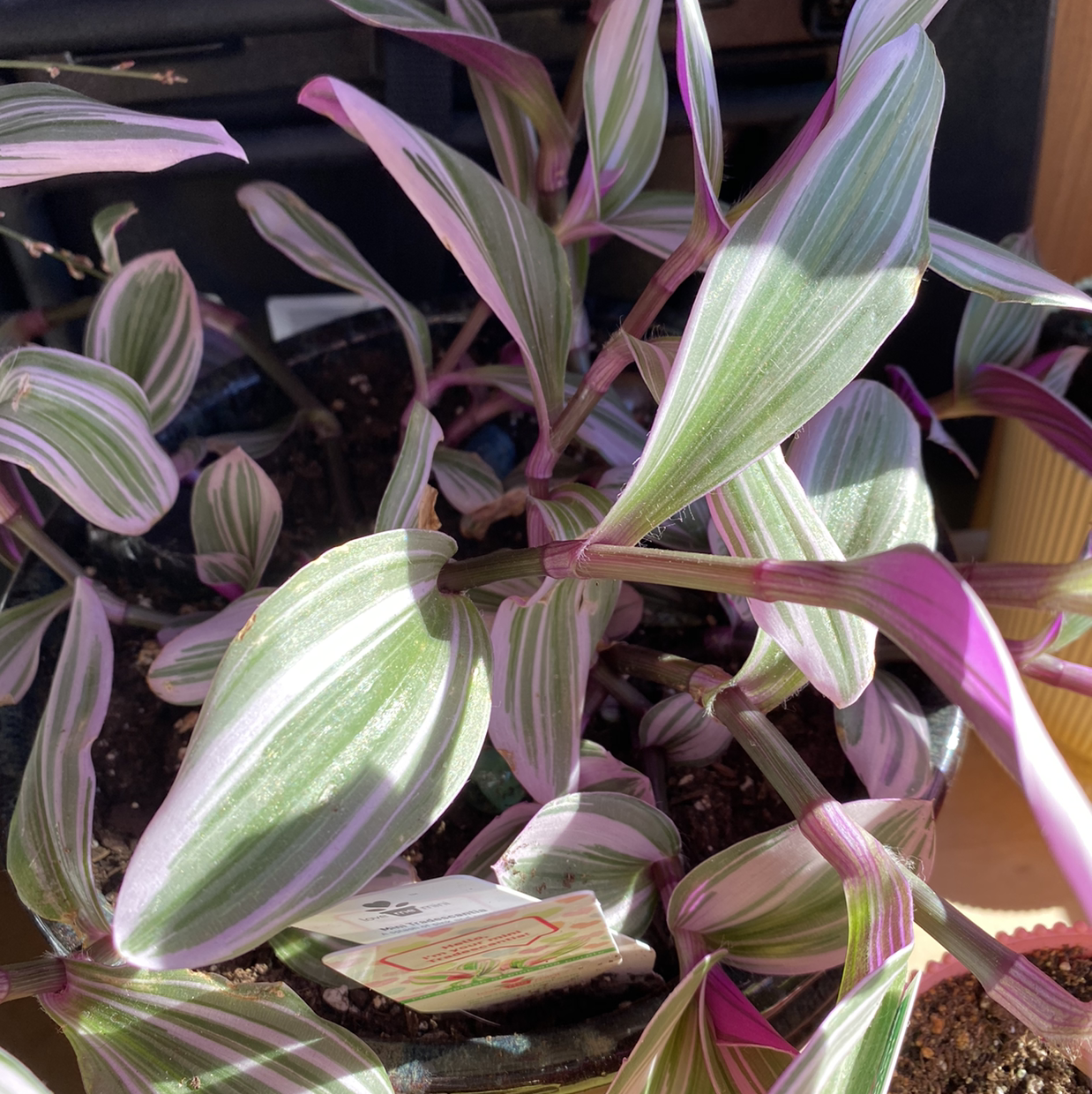 Healthy Small-Leaf Spiderwort plant with vibrant green and white striped leaves in a plastic pot with rich soil.