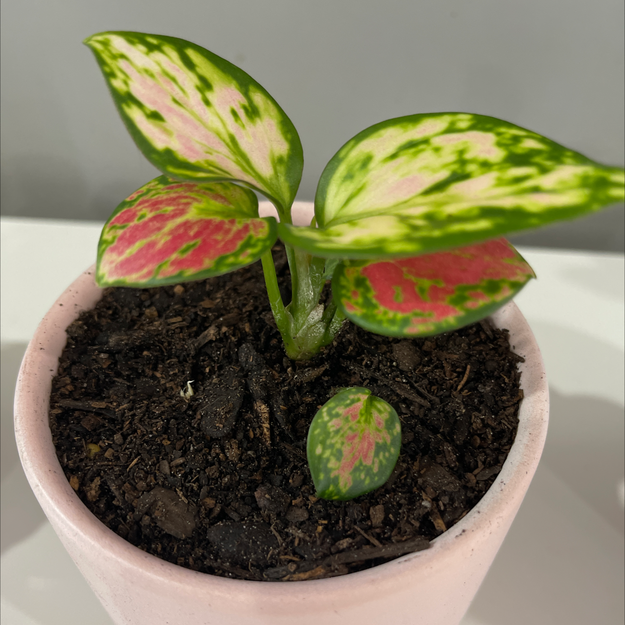 Chinese Evergreen plant photo by Bianca named Huckleberry on Greg, the plant care app.