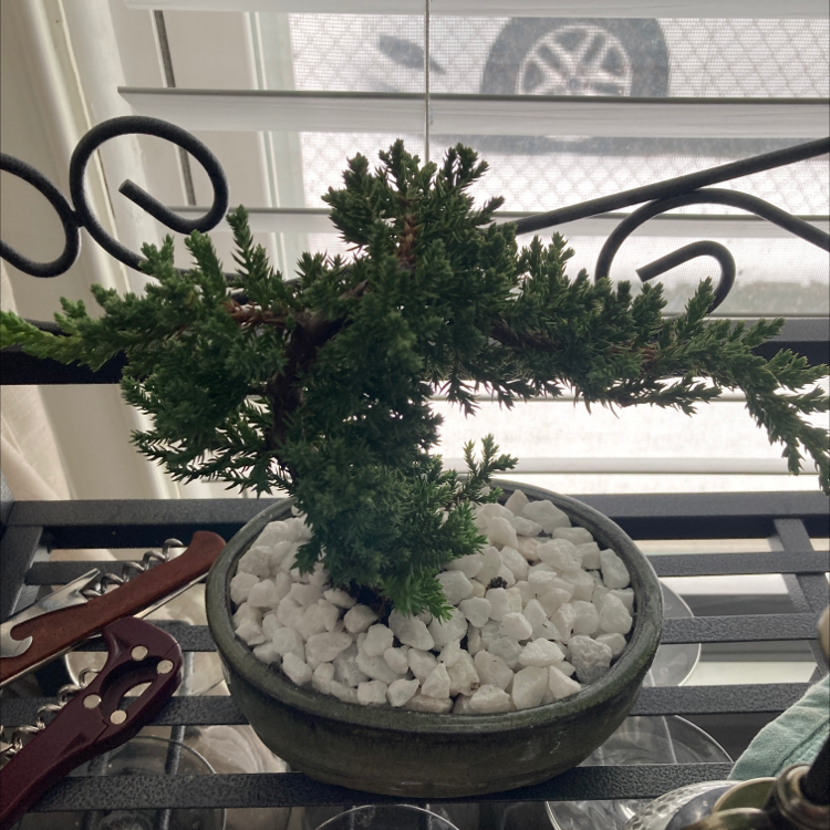 Creeping Juniper plant in a pot with white stones, placed indoors near a window.