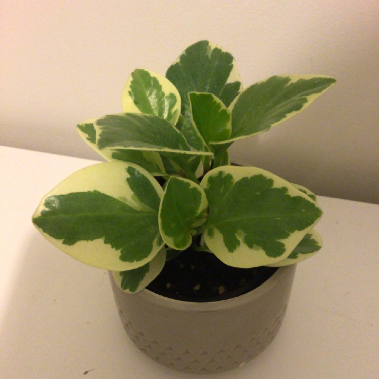 Plant care for Ant Plant on Greg, the plant care app