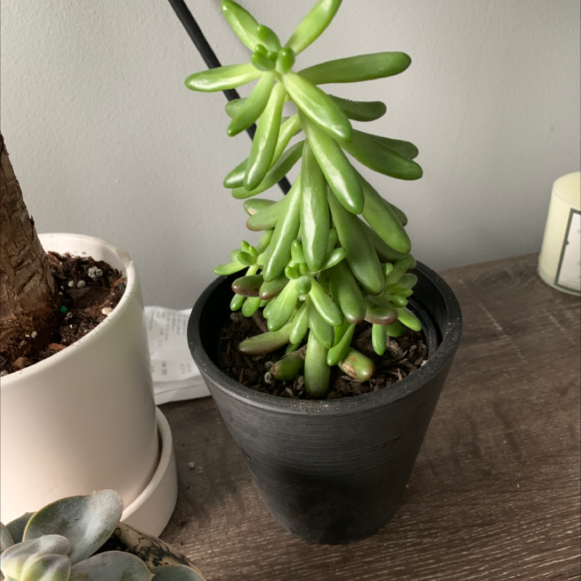 Photo of the plant species Jelly Bean Plant by @ashy named christy on Greg, the plant care app
