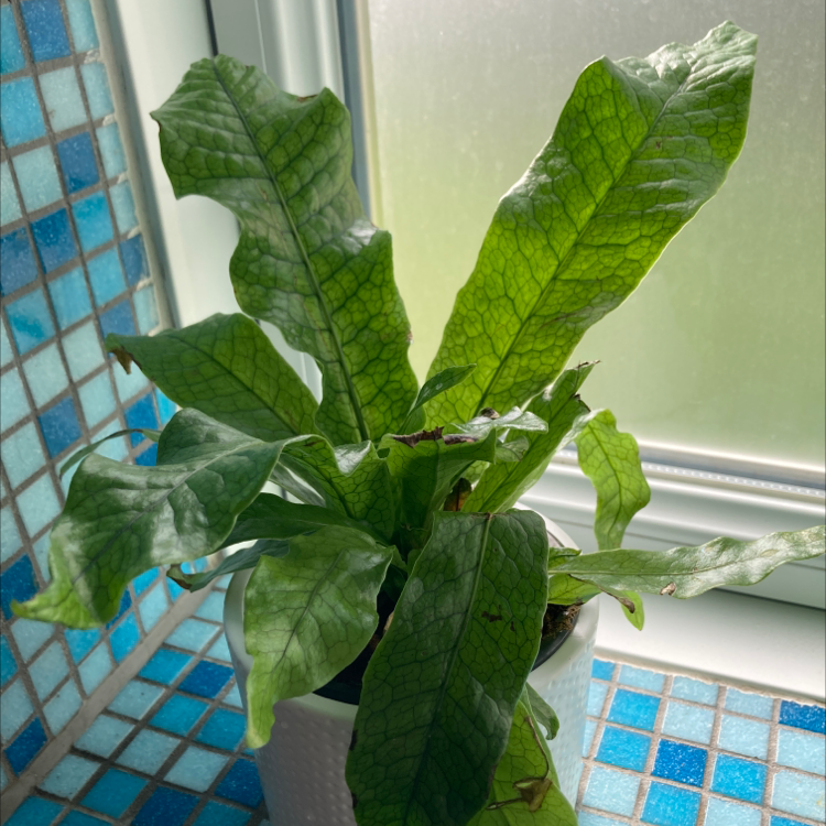 Crocodile Fern near a window with textured leaves, in a healthy state.